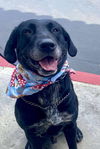 adoptable Dog in  named Huckleberry