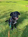 Huckleberry - Photo 9