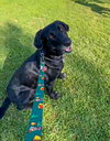 Huckleberry - Photo 10