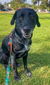 Huckleberry - Photo 11