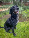 Huckleberry - Photo 6