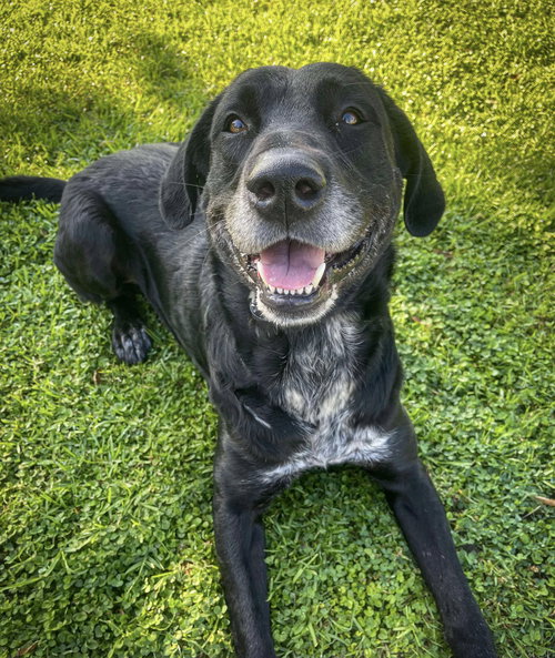 picture of the dog needing adoption