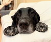 Huckleberry - Photo 2