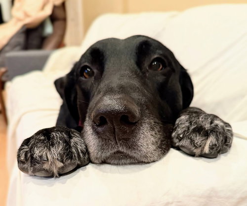 HUCKLEBERRY - Labrador Retriever / Great Dane available for adoption