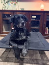 Huckleberry - Photo 5