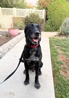 Huckleberry - Photo 3
