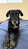 Huckleberry - Photo 4