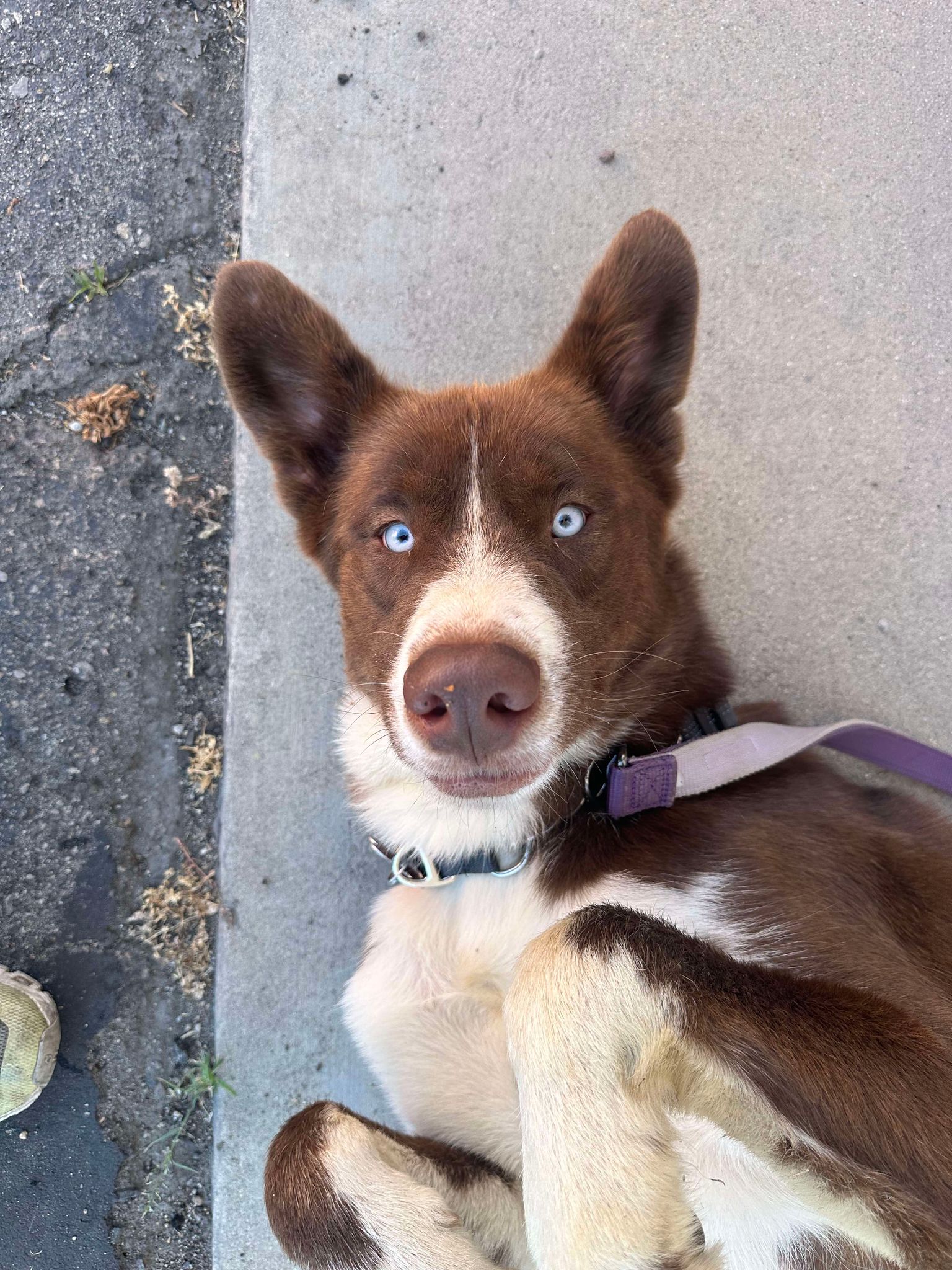 adoptable Dog in San Diego, CA named Dee Jay