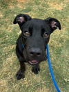 adoptable Dog in San Diego, CA named Dash the Puppy