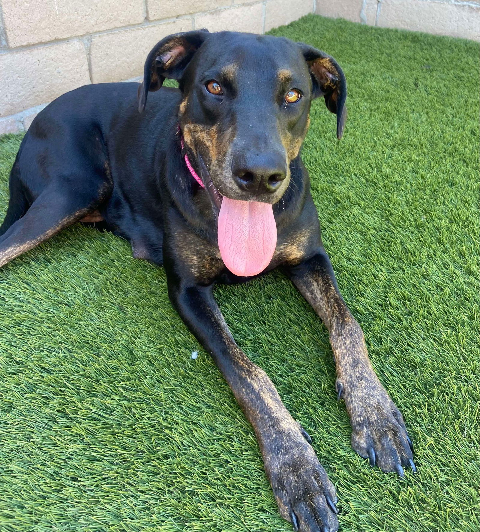 adoptable Dog in Anaheim, CA named Hannah (Mama)