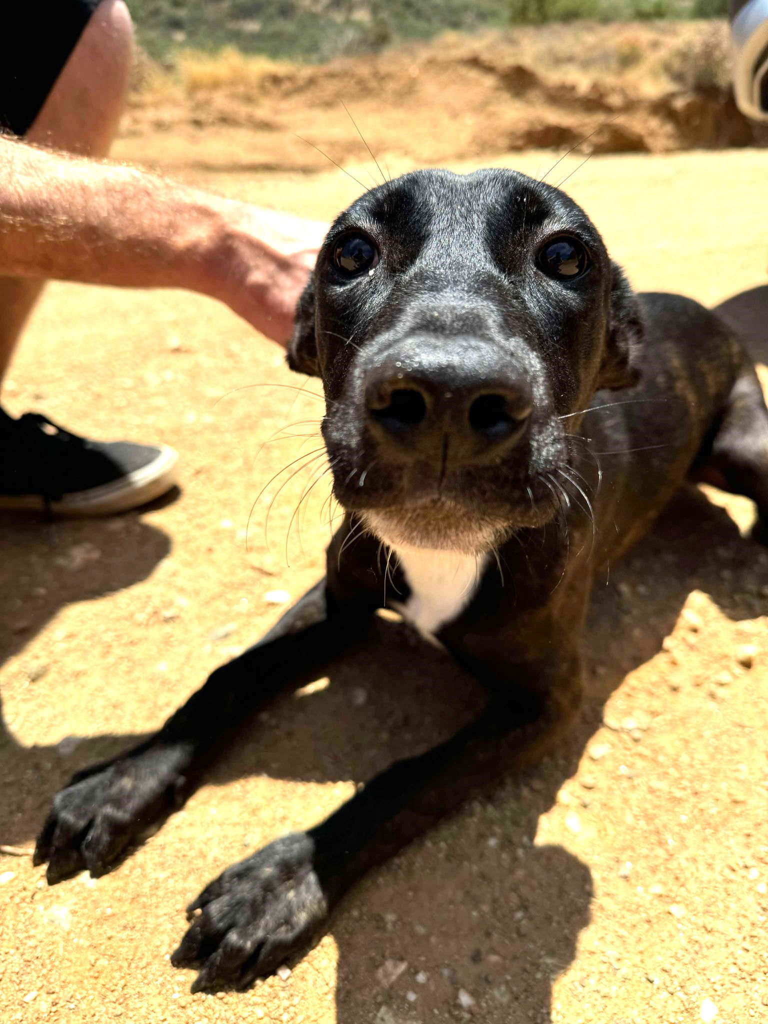 photo of Fay the Puppy