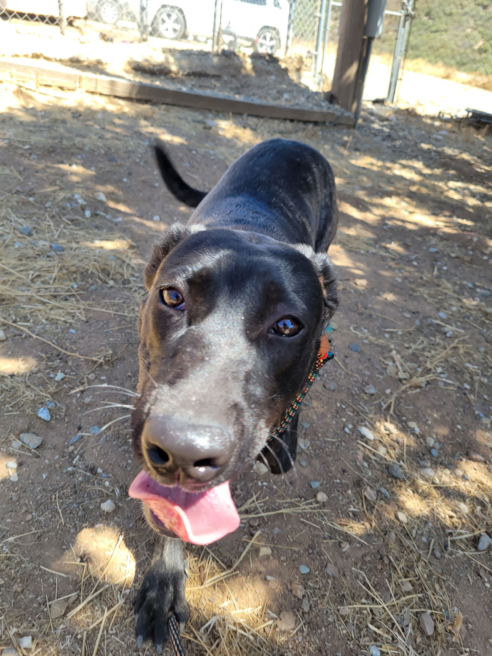 photo of Fay the Puppy