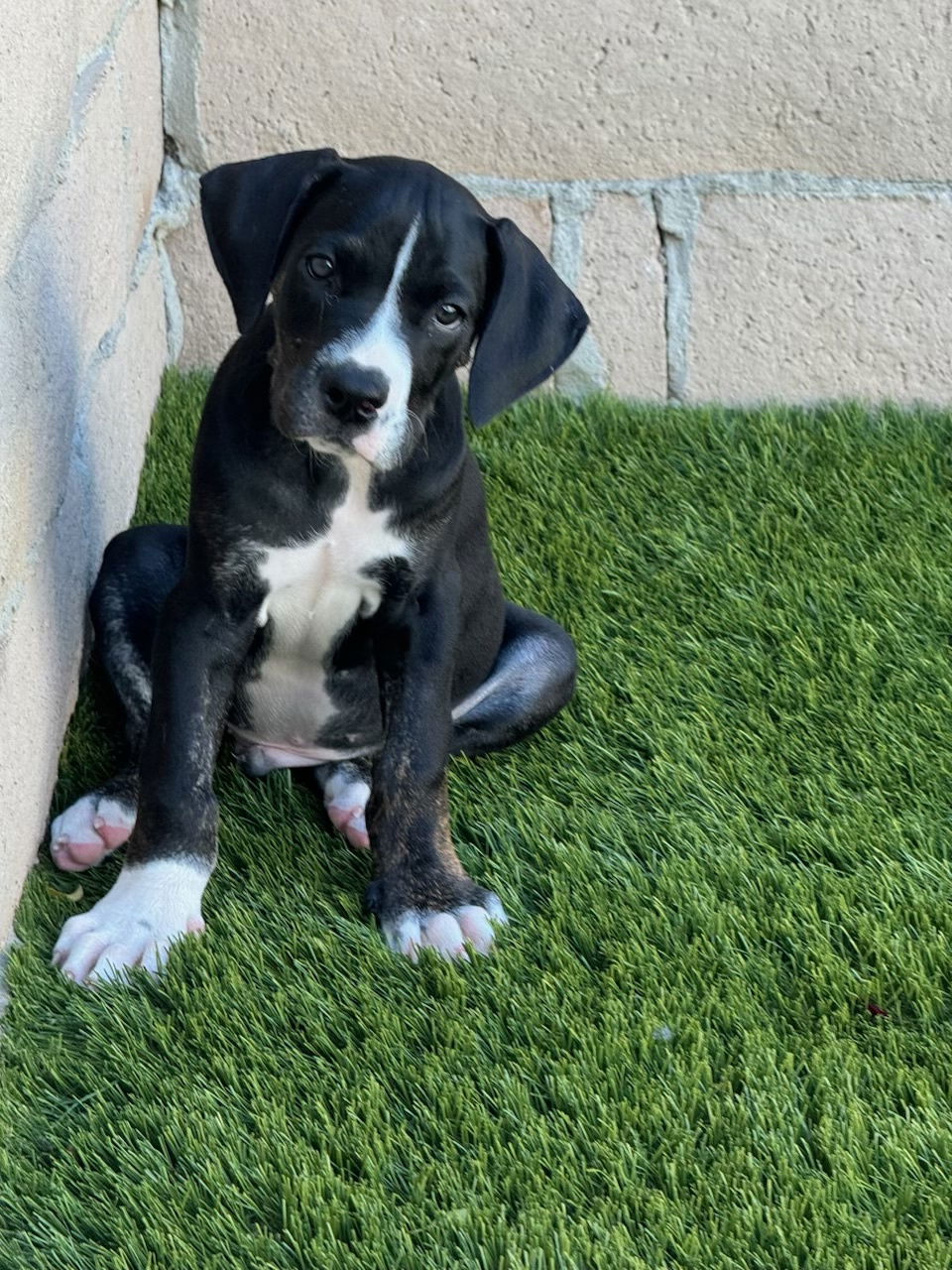 adoptable Dog in San Diego, CA named Hannah's Puppy River