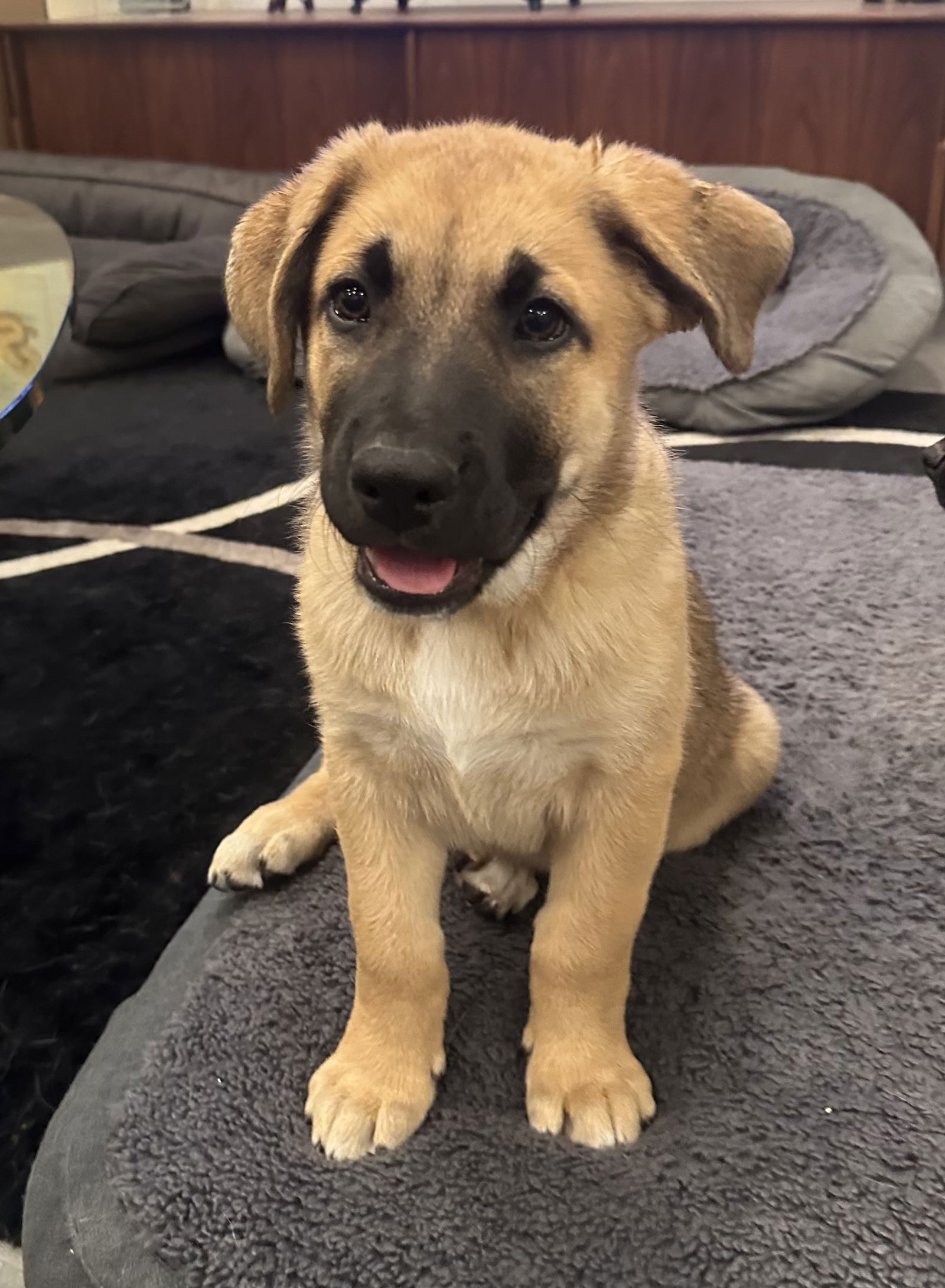 adoptable Dog in San Diego, CA named Coco's Puppy Mr. Peacock