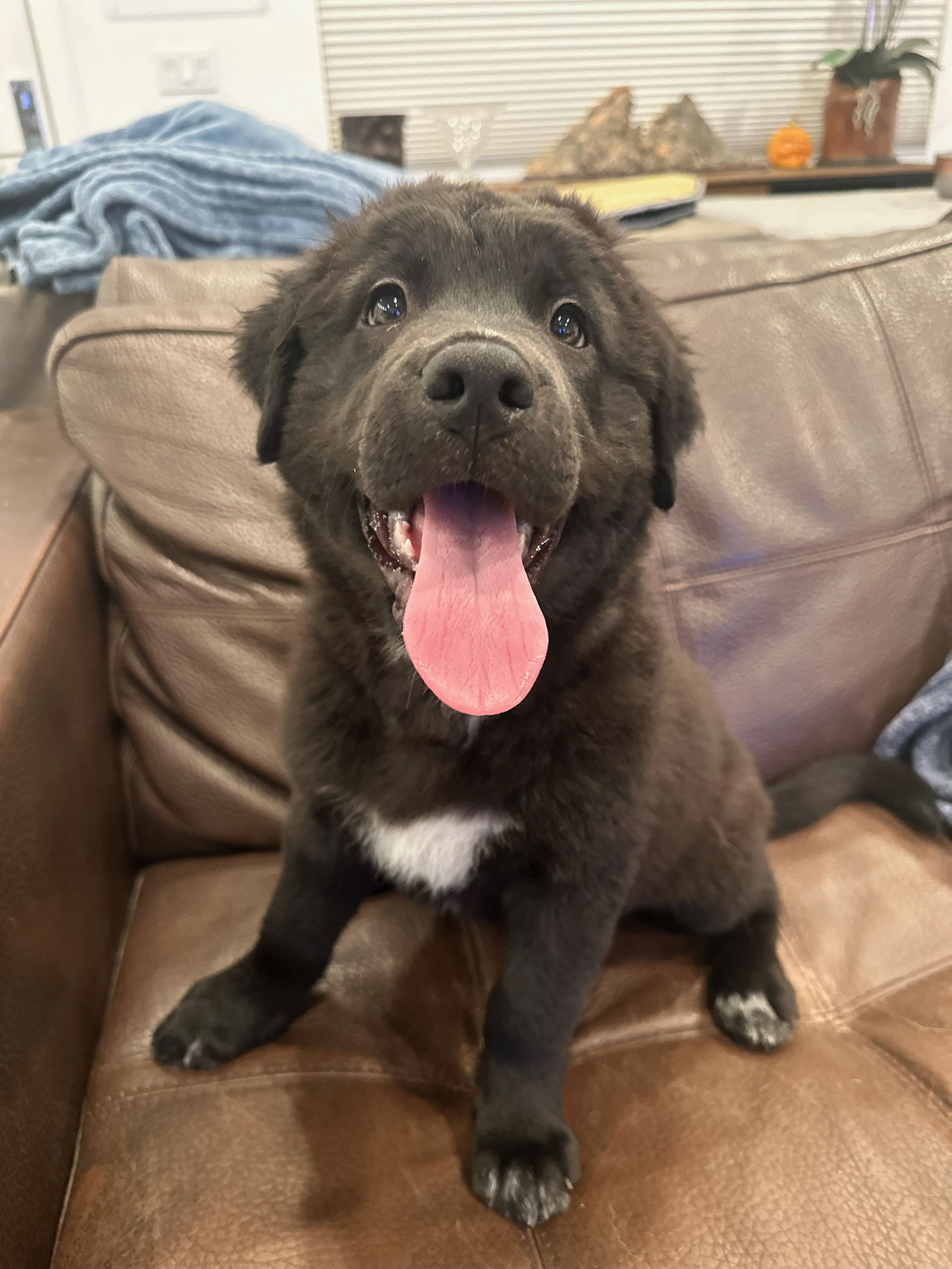 adoptable Dog in San Diego, CA named Coco's Puppy Ms. Professor Plum