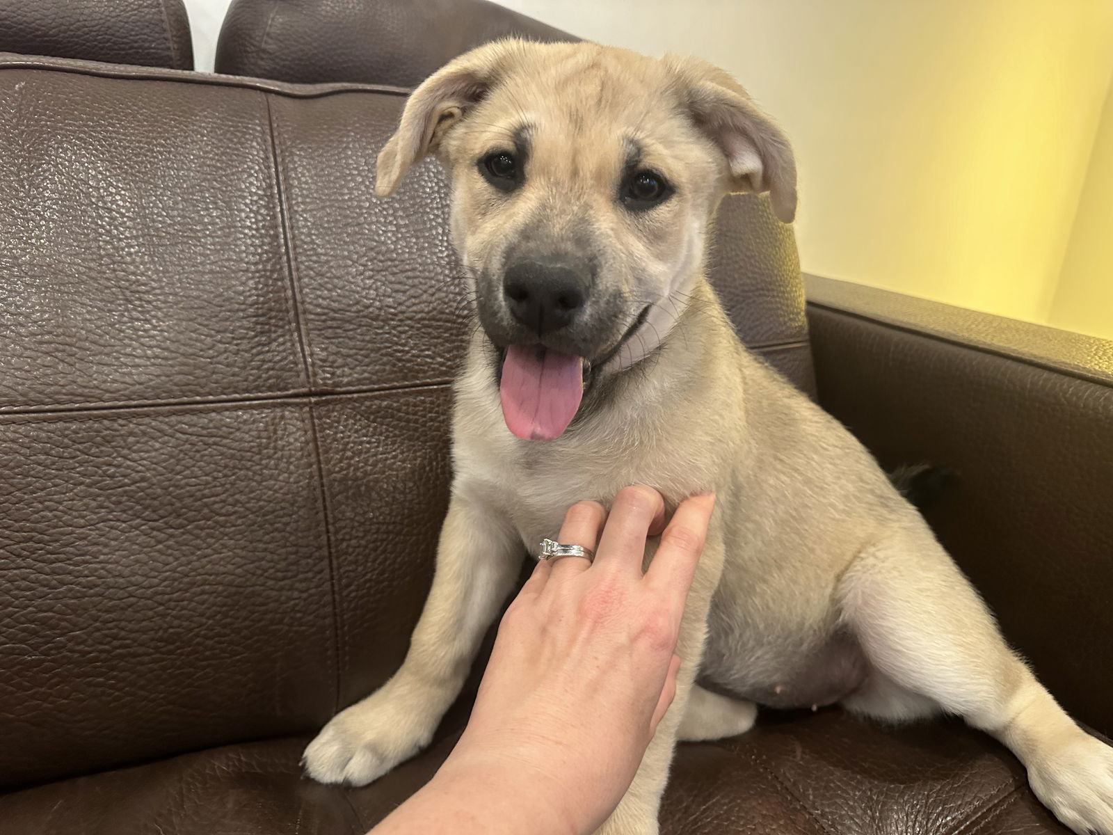 adoptable Dog in San Diego, CA named Coco's Puppy Ms. White