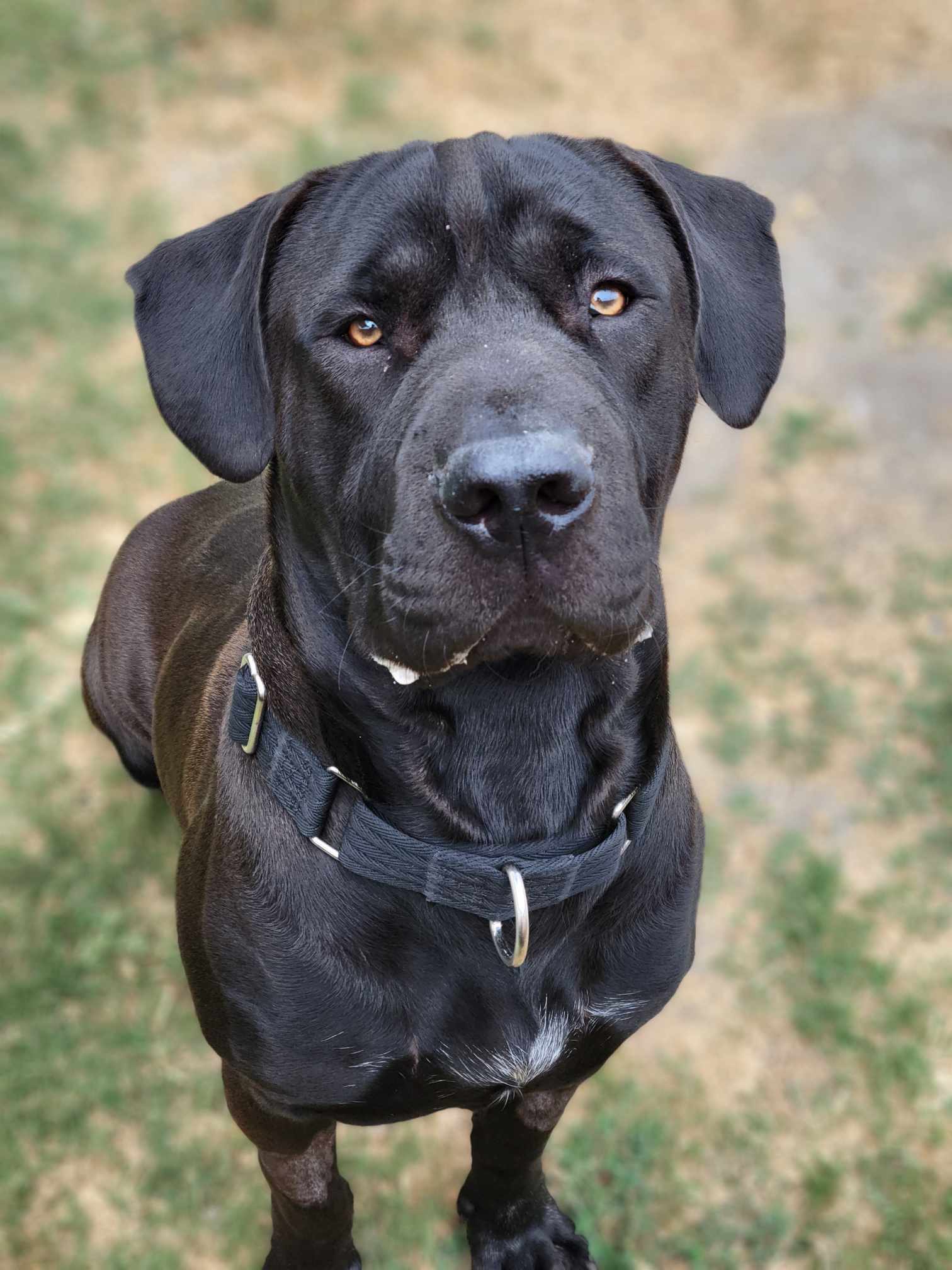 adoptable Dog in Anaheim, CA named Cricket