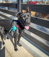 Libby - Photo 4