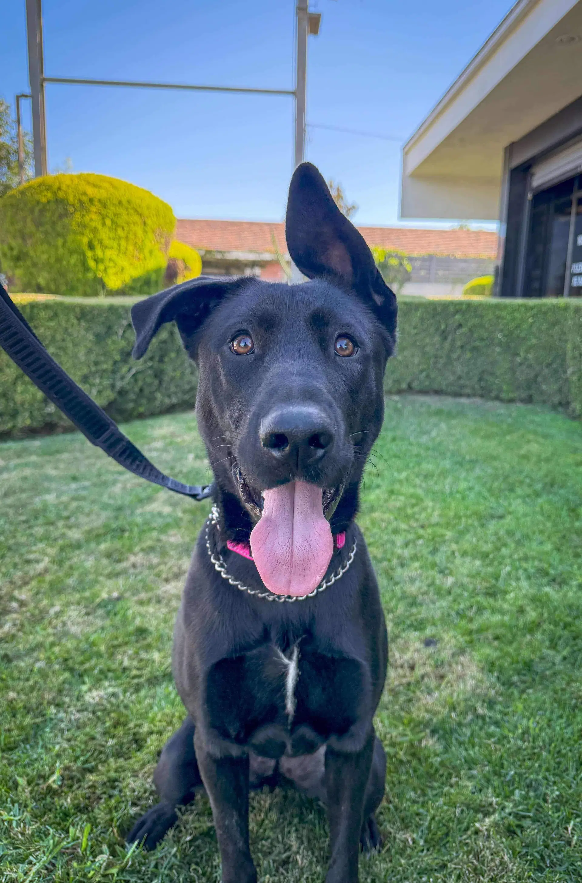 Libby - Labrador Retriever