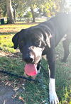 Blackie
