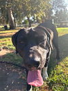 Blackie