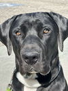 Blackie