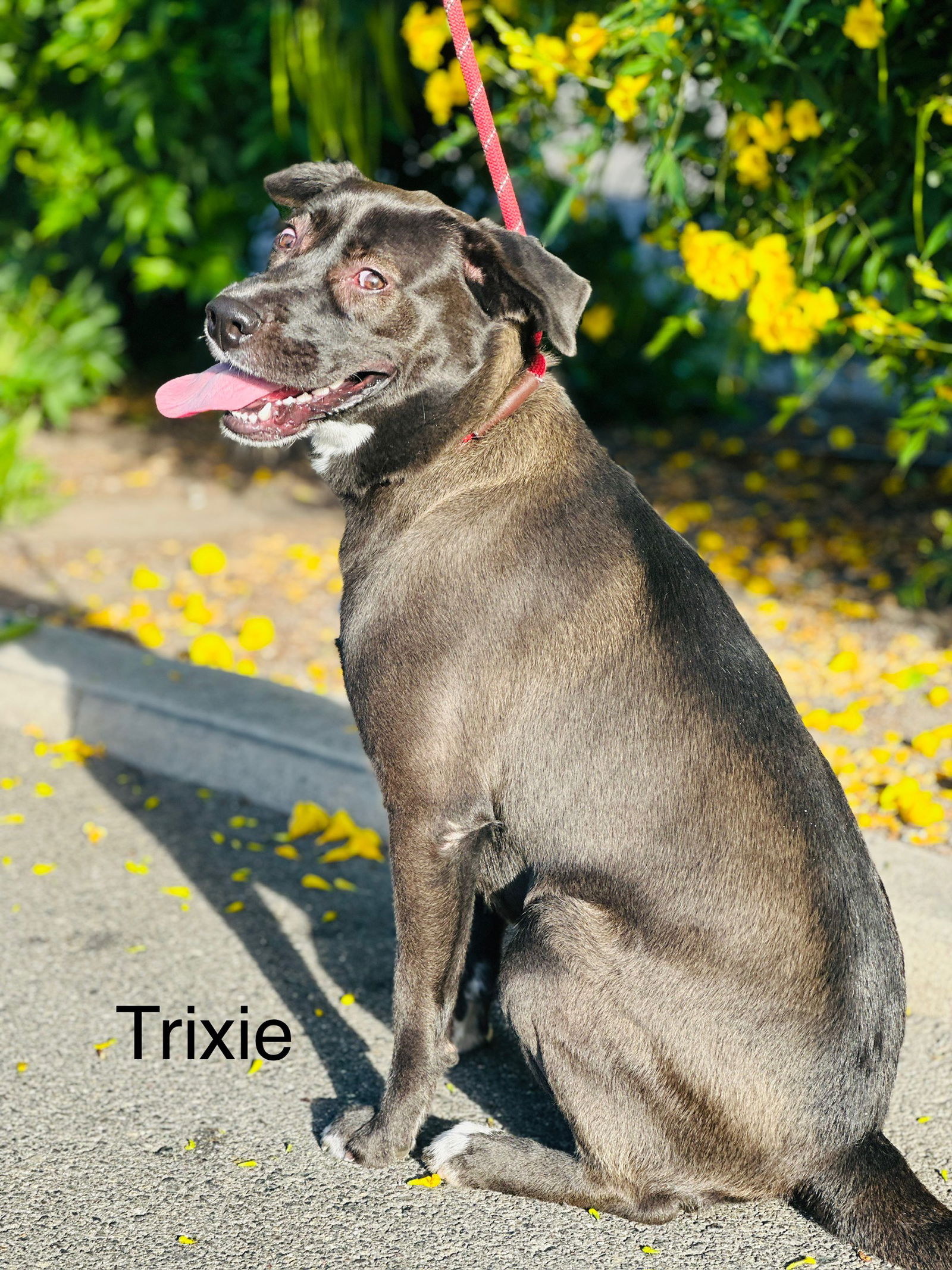 photo of Trixie