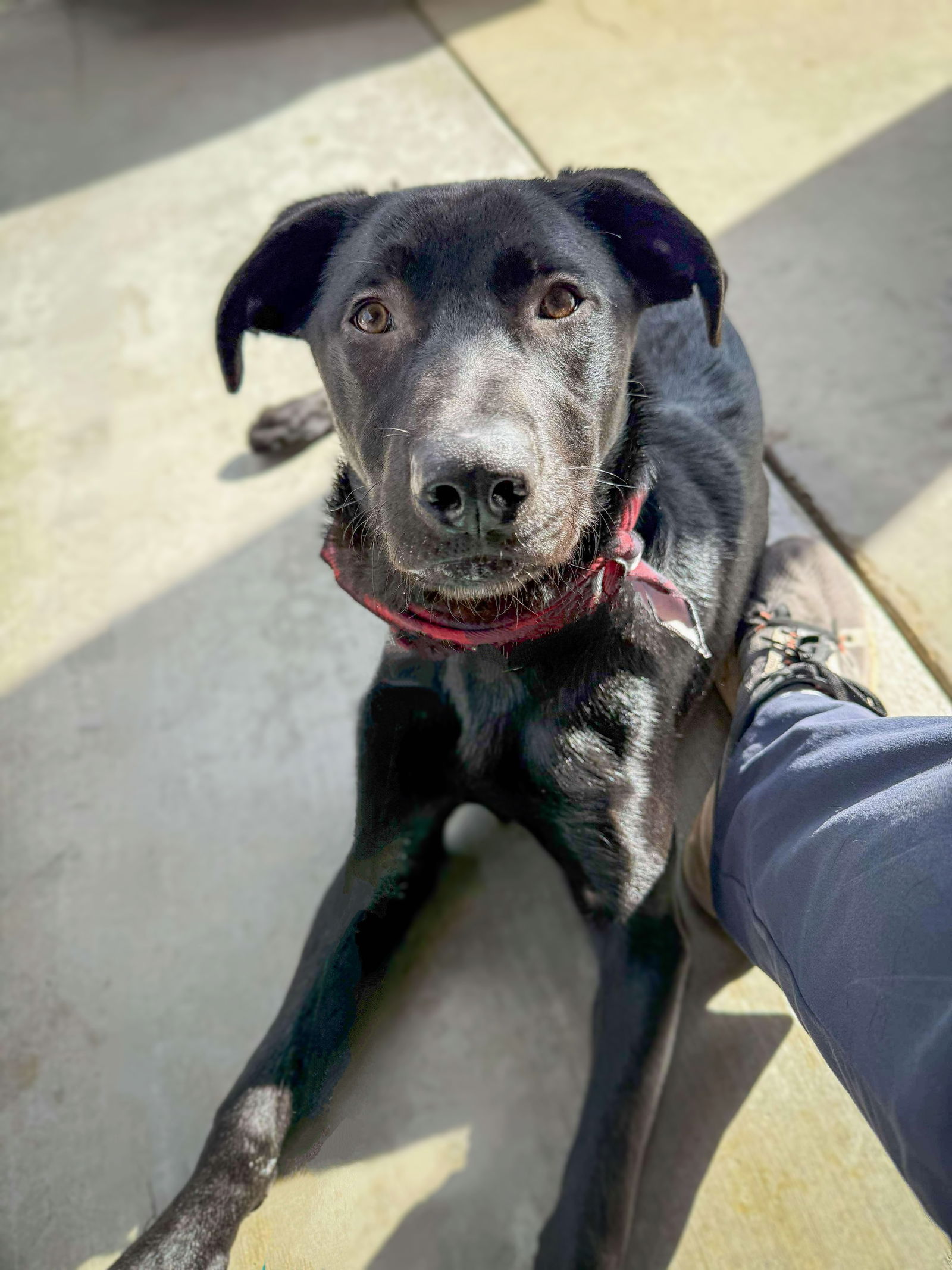 photo of Captain the Puppy