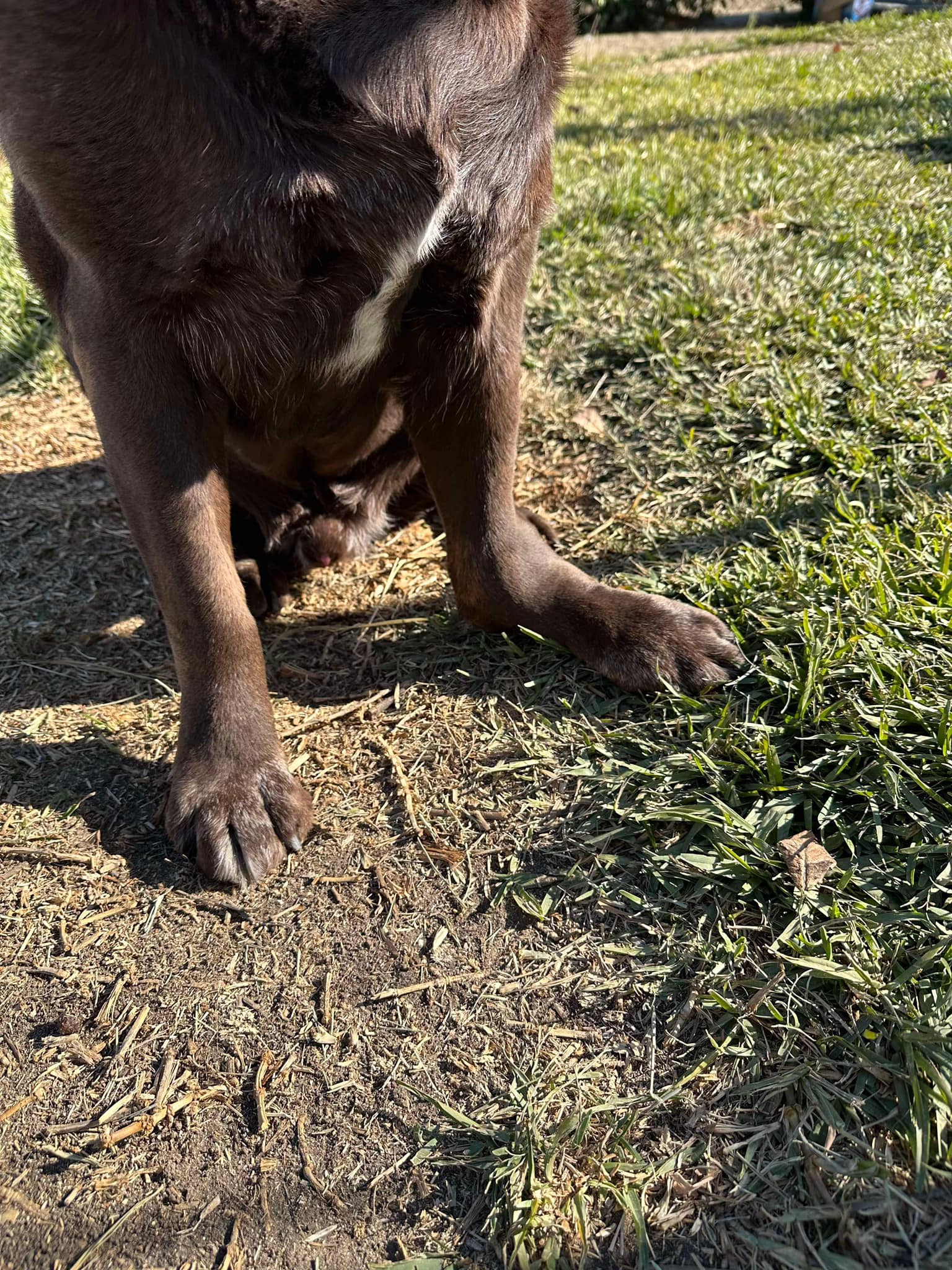 photo of Rocky the Senior