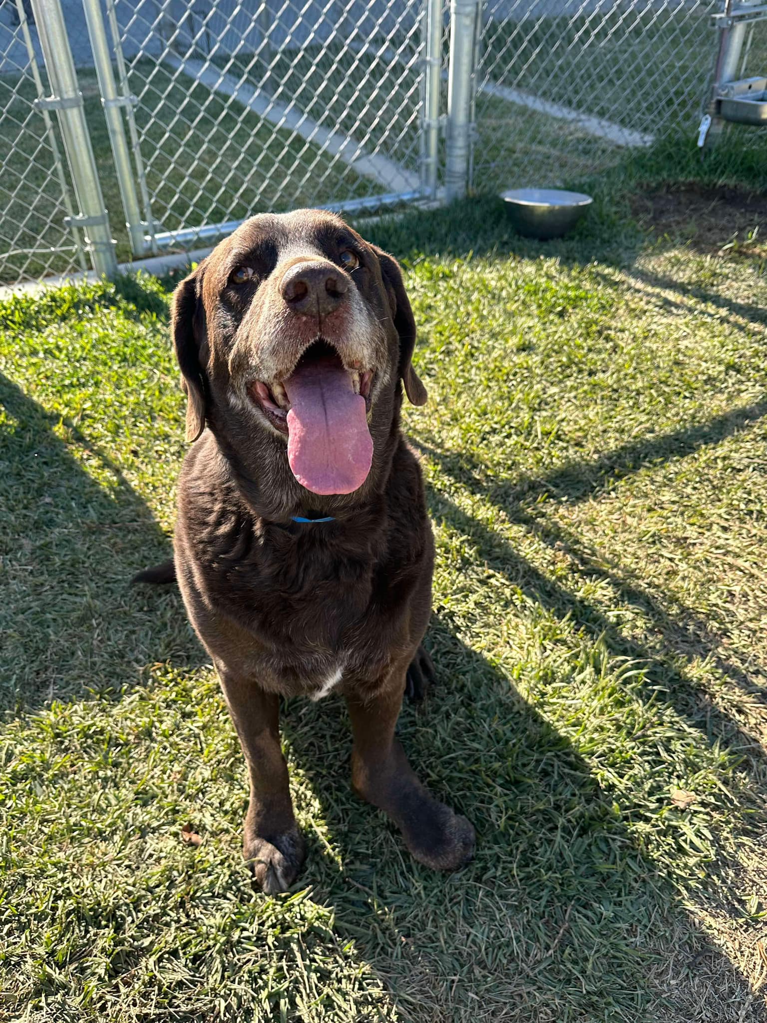 photo of Rocky the Senior