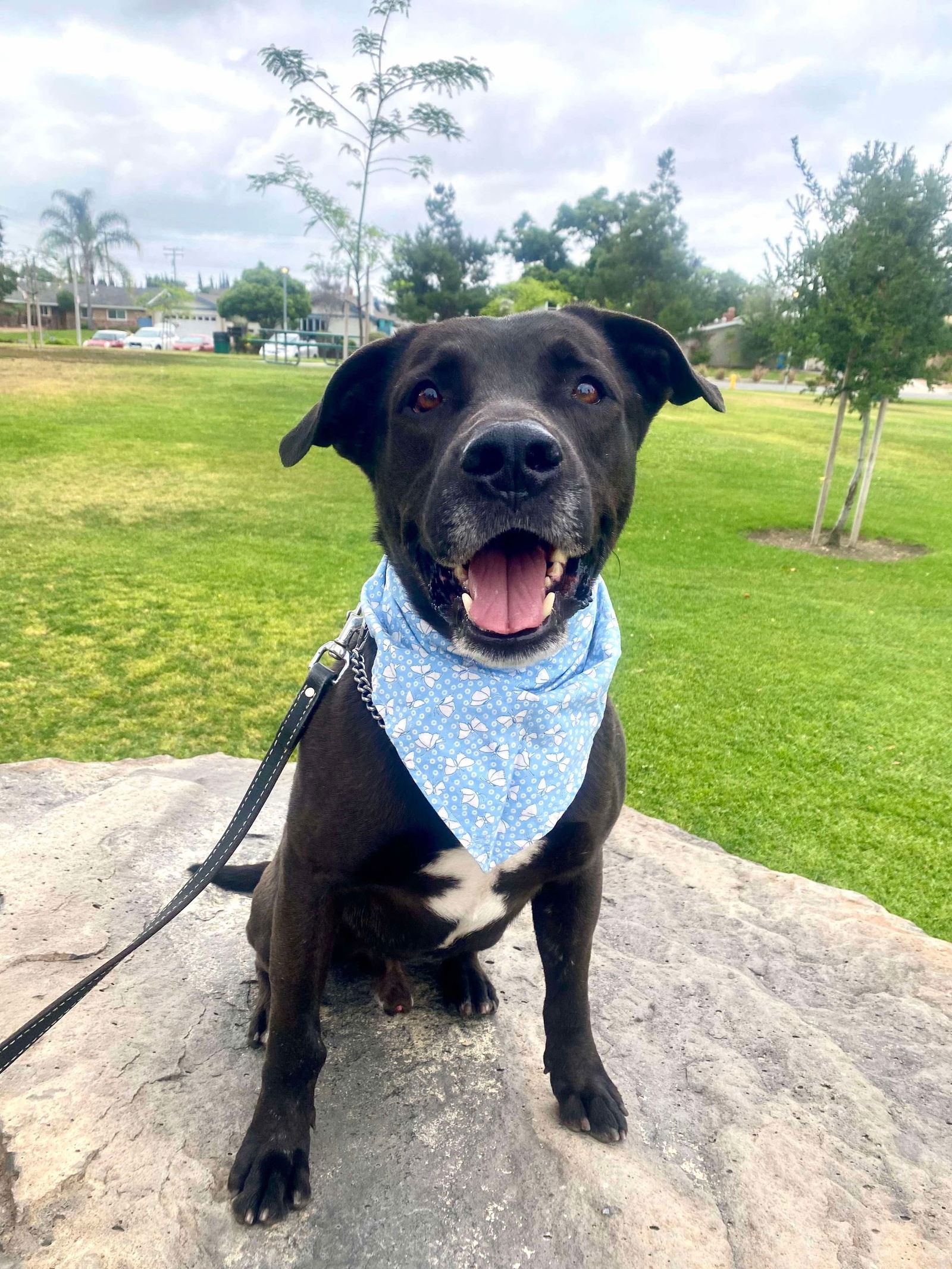 adoptable Dog in Anaheim, CA named Yogi Bear
