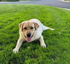 Jethro