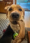 Jethro