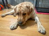 Jethro