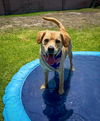 adoptable Dog in Anaheim, CA named Connor