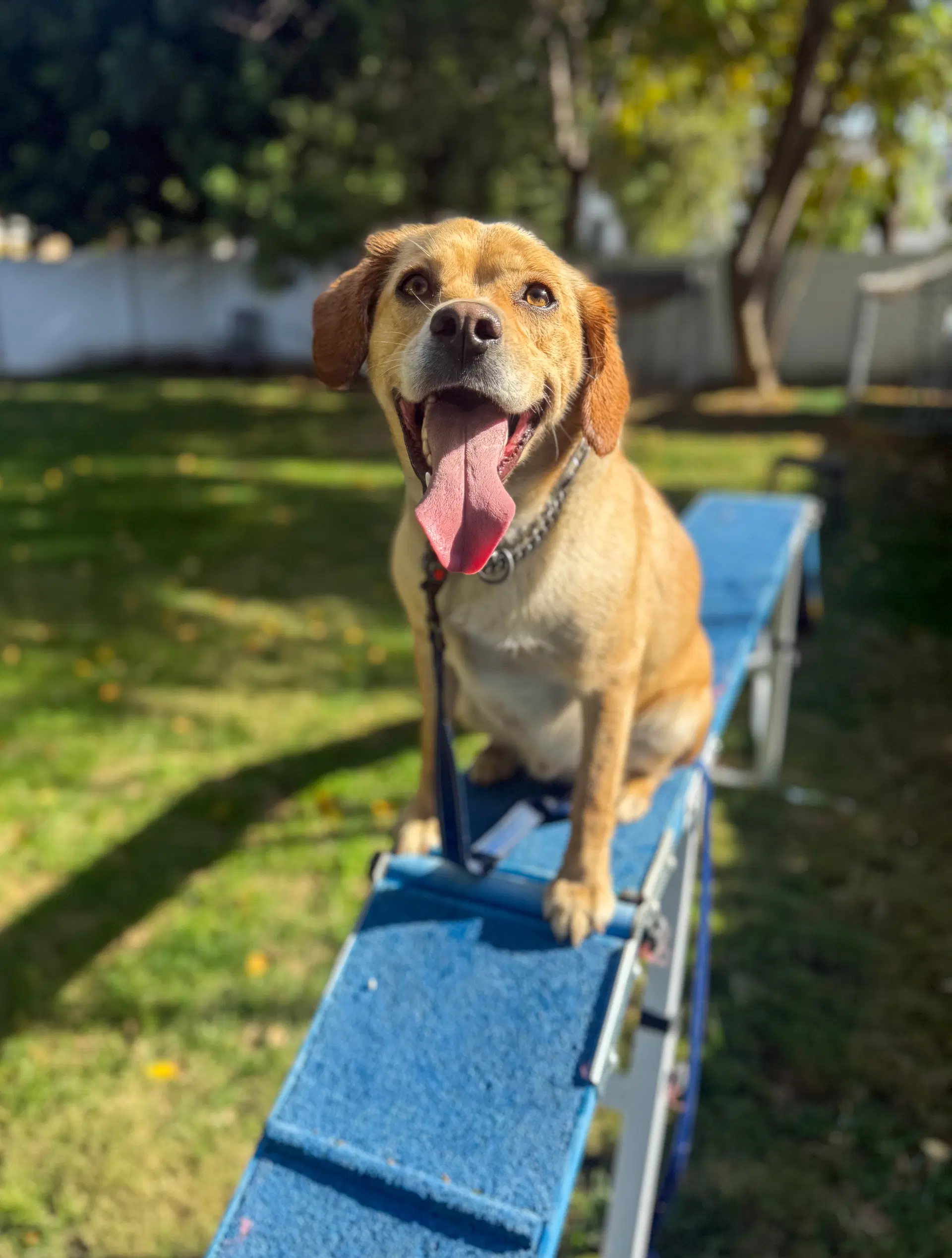 Connor - Labrador Retriever