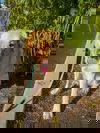Sergeant