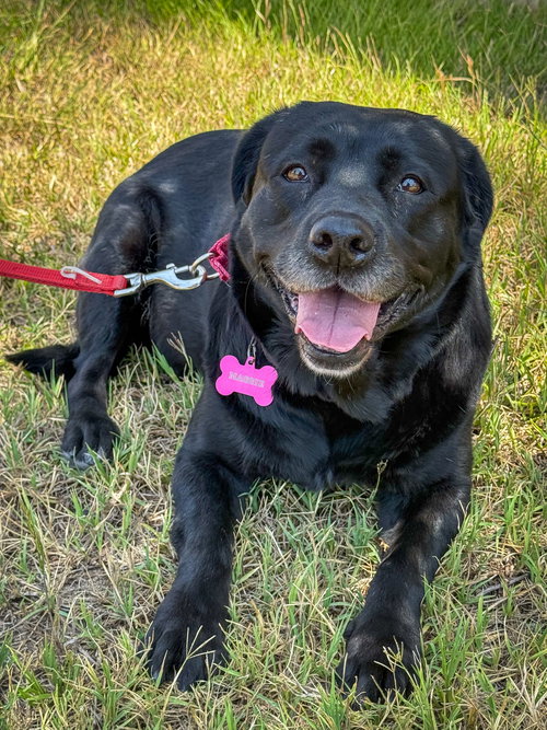 picture of the dog needing adoption