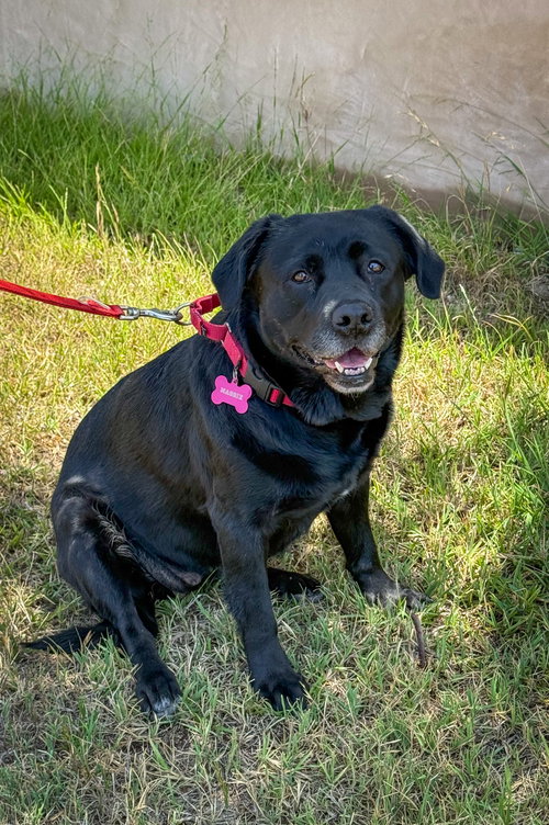 MAGDALINA - Labrador Retriever available for adoption
