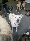 Willow - Photo 7