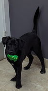 Thaddeus