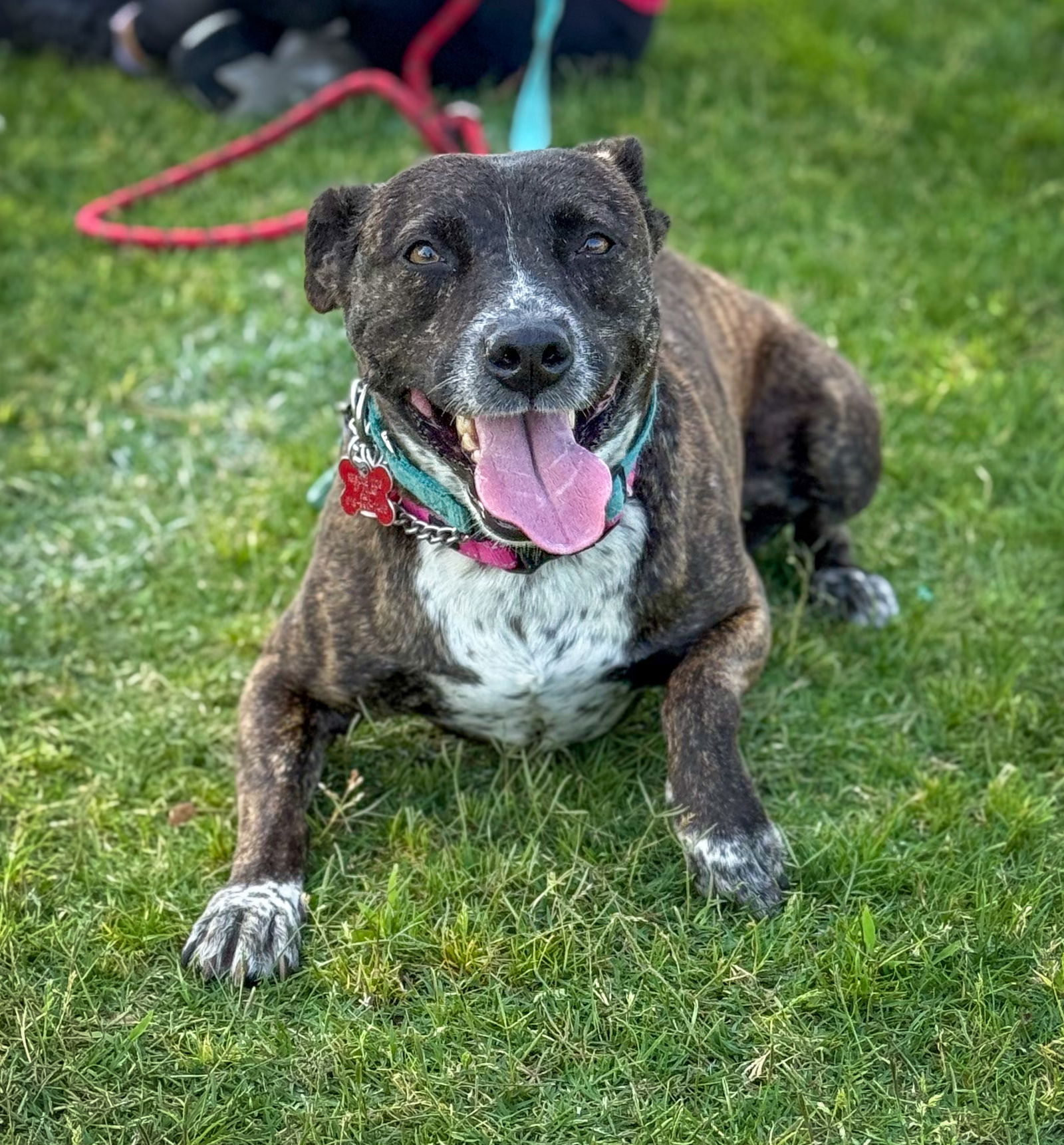 adoptable Dog in San Diego, CA named Tessa