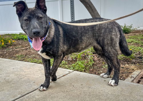 picture of the dog needing adoption
