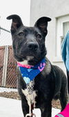 Tessa's Lucy