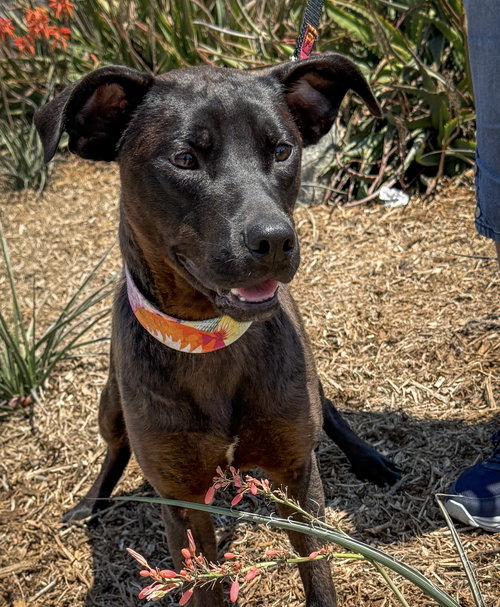 picture of the dog needing adoption