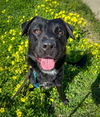 adoptable Dog in  named Maeve