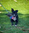 adoptable Dog in Anaheim, CA named Murphy