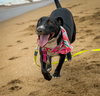 Murphy - Photo 7