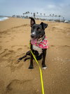 Murphy - Photo 8