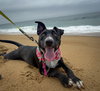 Murphy - Photo 2